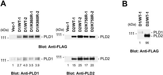 Figure 1. Generation of stable cell lines overexpressing the wild-type or catalytically inactive forms of PLD1b or PLD2. (A) Two cloned lines with the highest levels of each of the different forms of PLD were selected for detailed analysis. Total lysates from the cells expressing the wild-type PLD1b (D1/WT), catalytically inactive PLD1b (D1/K860R), wild-type PLD2 (D2/WT), catalytically inactive PLD2 (D2/K758R), or empty vector (Vec-1) were immunoblotted with anti-FLAG Ab, anti-PLD1 Ab, or anti-PLD2 Ab (2.5 × 105 cell equivalents/lane for PLD1 and 105 cell equivalents/lane for PLD2). (B) Overexpressed exogenous PLD1b and PLD2 levels were compared by immunoblotting with anti-FLAG Ab (105 cell equivalents/lane). The numbers at the bottom of the lanes are the normalized densitometric analysis.