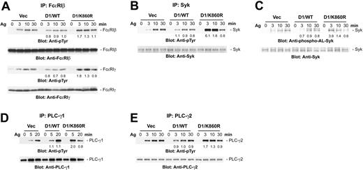 Figure 4. Overexpression of catalytically inactive PLD1 enhances FcϵRI-induced tyrosine phosphorylation of early signaling molecules. The indicated cell lines were sensitized, then stimulated with antigen (100 ng/mL). Lysates were immunoprecipitated with anti-FcϵRIβ Ab (A), anti-Syk Ab (B), anti-PLC-γ1 Ab (D), or anti-PLC-γ2 Ab (E), then analyzed by immunoblotting with the indicated Abs. (C) Total cell lysates were analyzed by immunoblotting with antibodies to the phosphorylated activation loop tyrosines of Syk (anti-phospho-ALSyk). The result shown is representative of 3 independent experiments, and similar results were obtained with the other cell lines. The changes in phosphorylation in the PLD-transfected cells were compared with the controls by densitometry after normalization for protein loading. The numbers are the average from the different experiments.
