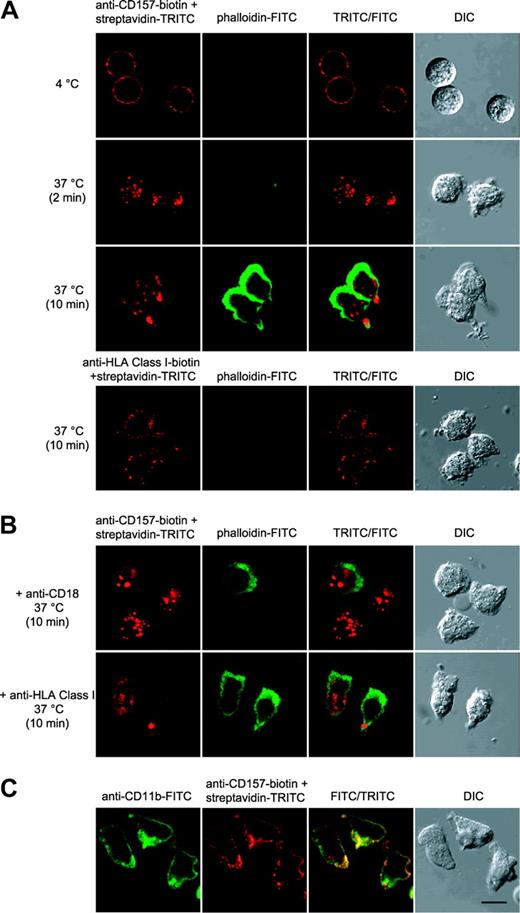 Figure 3. CD157 cross-linking induces a change of cell shape and F-actin distribution in neutrophils. (A-B) Neutrophils were incubated with anti–CD157-biotin (or anti–HLA class I–biotin) and streptavidin-TRITC under the indicated conditions, fixed, permeabilized, and stained with phalloidin-FITC. Then, samples were observed by differential interference contrast (DIC) and fluorescence confocal microscopy. CD157 cross-linking progressively induces neutrophil polarization, whereas HLA class I cross-linking has no effects. (B) The effects following CD157 cross-linking were inhibited when the experiment was performed in the presence of 10 μg/mL anti-CD18, but not in the presence of anti-HLA class I mAb, used in the same experimental conditions. (C) Clustering of the CD11b/CD18 complex induces spatial colocalization of CD157. CD11b/CD18 clustering was induced by incubation of PMNs (30 minutes at 37°C) on microscope slides coated with FCS. Cells were fixed and stained with anti-CD11b-FITC, anti-CD157-biotin and streptavidin-TRITC. Cells were mounted onto slides and imaged at 20°C using a confocal scanning laser microscope (FV300) mounted on an IX71 inverted microscope (both from Olympus, Hamburg, Germany) with a PlanApo 60 × oil, 1.4 numerical aperture (NA) objective lens. Data are representative of 5 experiments with cells from different donors. Bar, 10 μm.