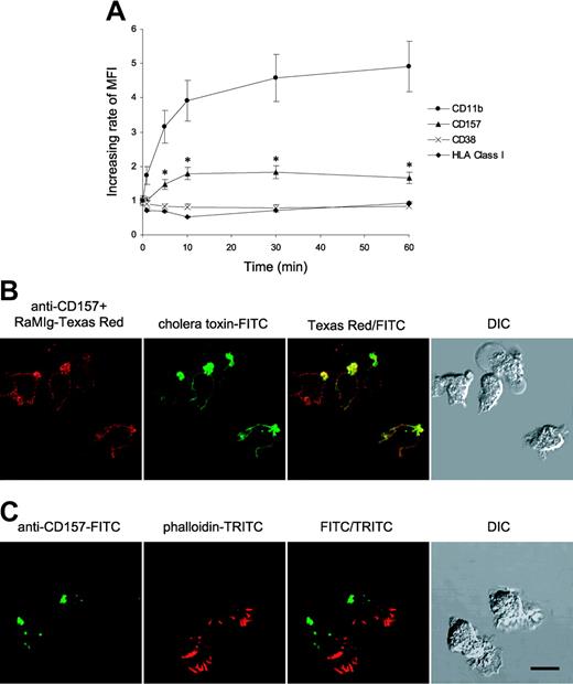 Figure 4. Effects of fMLP on CD157 expression and compartmentalization. (A) The expression of CD157, CD38, and CD11b was examined during stimulation of PMNs with fMLP. All the experiments were performed on whole blood to minimize the artifactual modulation attributable to cell purification procedures. Blood (100 μL) was treated with fMLP (10 nM, 37°C) for the indicated times, fixed, and incubated with anti-CD157, anti-CD38, anti-CD11b, and anti-HLA class I mAbs. After labeling with F(ab′)2-RaMIg-FITC, samples were treated with lysis buffer and analyzed by FACS. Forward- and right-angle scatters were used to selectively gate PMNs. Results showing the increasing rate of mean fluorescence intensity (MFI) are expressed as fMLP-induced expression of CD157, CD38, CD11b, or HLA class I/basal surface expression of each molecule at 37°C. The results are expressed as means of 3 separate experiments ± SD. (B) Confocal microscopy analysis of PMNs treated with fMLP. PMNs were incubated for 5 minutes at 37°C in the presence of 100 nM fMLP, then fixed and stained with anti-CD157 and cholera toxin-FITC. (C) PMNs treated with fMLP were fixed, permeabilized, and stained with anti-CD157-FITC and phalloidin-TRITC to visualize F-actin polarization. Samples were observed by differential interference contrast (DIC) and fluorescence confocal microscopy. Cells were mounted onto slides and imaged at 20°C using a confocal scanning laser microscope (FV300) mounted on an IX71 inverted microscope (both from Olympus) with a PlanApo 60 × oil, 1.4 numerical aperture (NA) objective lens. Data are representative of 5 experiments with cells from different donors. Bar, 10 μm.