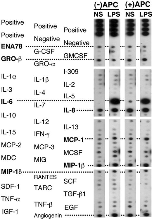 Figure 3. Protein array screening of cytokine release in BALF 16 hours after endobronchial administration of LPS or normal saline (NS) in volunteers receiving rhAPC, compared with untreated volunteers. Representative arrays from BALF of volunteers receiving rhAPC or placebo. ENA indicates epithelial neutrophil-activating peptide; GRO, growth regulated gene; MCP, monocyte chemoattractant protein; MDC, monocyte-derived DC; MIG, monokine induced by IFNγ; MIP, macrophage inflammatory protein; SCF, stem cell factor; SDF, stromal cell-derived factor; TARC, thymus and activation-regulated chemokine; EGF, epidermal growth factor; IGF, insulin-like growth factor. An additional 41 cytokines, chemokines, and growth factors were screened, without evidence of modification by rhAPC administration (data not shown). These peptides include oncostatin M (OSM); thrombopoietin (TPO); vascular endothelial growth factor (VEGF); platelet-derived growth factor (PDGF); leptin, brain-derived neurotrophic factor (BDNF); B-lymphocyte chemoattractant (BLC); CKβ8-1; eotaxin-1, -2, and -3; fibroblast growth factor 4 (FGF-4), -6, -7, and -9; Fit-3 ligand; fractalkine; granulocyte chemotactic protein 2 (GCP-2); glial cell line-derived neurotrophic factor (GDNF); hepatocyte growth factor (HGF); insulin-like growth factor binding proteins (IGFBP)-1, -2, -3, and -4; IL-16; IFNγ-inducible protein 10 (IP-10); leukemia inhibitory factor (LIF); LIGHT; MCP-4; macrophage migration inhibitory factor (MIF); MIP-3α; neutrophil-activating protein 2 (NAP-2); neurotrophin (NT)-3 and -4; osteopontin (OPN); pulmonary and activation-regulated chemokine (PARC); placental growth factor (PIGF); TGF-β2 and -β3; and tissue inhibitor of metalloproteinase (TIMP)-1 and -2.