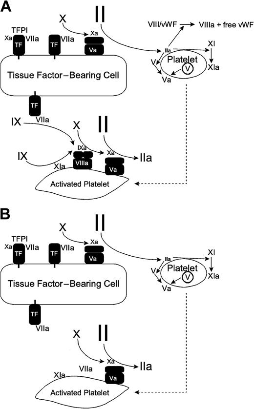 Figure 1. Models of coagulation and hemophilia. (A) Coagulation is initiated when coagulation proteins and platelets come into contact with the extravasculature. Factor VII binds to tissue factor, is activated, and activates both factor IX and factor X. The factor Xa forms a complex with factor Va on the tissue factor-bearing cell and activates a small amount of thrombin. This thrombin acts to amplify the initial coagulation signal by activating platelets causing release of factor V, activating factor V, cleaving factor VIII and releasing it from VWF, and activating factor XI. In the propagation phase, factor IXa, formed by factor VIIa/tissue factor or generated on the platelet surface by factor XIa, forms a complex with factor VIIIa to activate factor X on the platelet surface where, in complex with factor Va and in the presence of prothrombin, it is protected from inhibition. Formation of the factor Xa/Va complex results in a burst of thrombin generation. (B) In hemophilia, the initiation and amplification phases proceed normally. The propagation phase is absent or significantly decreased because factor Xa cannot be generated on the platelet surface. High-dose factor VIIa acts to partially restore platelet surface factor Xa generation so that factor Xa/Va complex formation proceeds and the propagation phase is improved relative to the hemophilic state.
