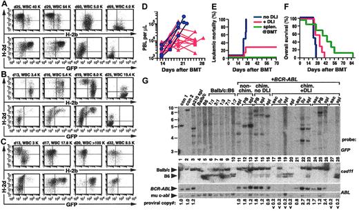 Figure 2. DLI in mixed chimeras leads to eradication of CML-like disease. (A) Serial flow cytometric analysis of PBL chimerism (top row) and CML-like leukemia (bottom row) from a representative mouse with mixed chimerism and CML-like leukemia treated with DLI beginning day 25 after transplantation. Blood sampling and analysis were performed on days 25, 29, 60, and 69 after BMT, with the PBL count indicated. DLI was administered on days 25, 30, and 40, with a total dose of 1.2 × 108 allogeneic splenocytes. Note the disappearance of GFP+ cells by day 60, accompanied by conversion to full allogeneic chimerism. (B) Earlier initiation of DLI improves the antileukemic response. Serial analysis of chimerism and leukemia were conducted as in panel A, from a representative mouse with mixed chimerism and CML-like myeloproliferative disease treated with early DLI. Blood sampling and analysis were performed on days 13, 16, 19, and 25 after BMT, and DLI was administered on days 14, 17, 20, and 23 with a total of 1.7 × 108 allogeneic splenocytes. (C) Persistent mixed chimerism in some recipients cured of CML-like leukemia by DLI. Serial analysis of chimerism and leukemia were conducted as in panel A, in a recipient treated with early DLI (days 14, 18, 23, and 26 with a total of 1.3 × 108 allogeneic splenocytes). Note the eradication of GFP+ leukemia cells but persistence of mixed chimerism with predominantly syngeneic (H-2d+) leukocytes. (D) Plot of PB counts (y-axis, logarithmic scale) as a function of time (x-axis) after BMT (blue circles indicate chimeras with CML-like disease but no DLI treatment; red triangles, chimeras with CML-like disease and early treatment with DLI). (E-F) Cumulative mortality as a result of leukemia (E) and overall survival (F) for recipients of TCD BCR-ABL–transduced and TCD B6 BM, either without DLI treatment (blue, n = 6), with administration of allogeneic splenocytes at the time of BMT (green, n = 7), or with early DLI treatment of established mixed chimeras with CML-like leukemia (red, n = 7), in a representative transplantation cohort (1 of 4 independent experiments). The frequency of fatal CML in the DLI-treated group was significantly lower than in untreated chimeras (P = .021, Fisher exact test) and the DLI-treated group's survival was significantly longer (P = .041, Mantel-Cox test). (G) DLI in chimeric mice leads to eradication of BCR-ABL proviral clones. Genomic DNA from the indicated tissues (spl indicates spleen; asc, ascites; liv, liver) was analyzed by Southern blot with a GFP gene probe to detect distinct bands from each provirus integration site (upper panel), a Cadherin-11 gene probe that distinguishes between Balb/c- or B6-derived DNA (middle panel), and an ABL probe that allows determination of the total proviral content of each sample (bottom panels). Con1 and con2 are control DNAs from cell lines that each contained a single BCR-ABL provirus, whereas p210 spl is spleen DNA from a nonchimeric mouse with BCR-ABL–induced CML-like disease. Lanes 6 to 10 contain DNA from normal Balb/c (lane 4) or B6 spleen (lane 5) or mixtures of Balb/c and B6 DNA at the indicated ratios. Lanes 11 to 13 are from mice that received BCR-ABL–transduced BM only and were not chimeras, lanes 14 to 16 are from mice that were chimeric but not treated with DLI, and lanes 17 to 28 are from chimeric mice treated with DLI. Brackets indicate samples from the same individual mouse. Note that in 3 mixed chimeric mice with CML-like leukemia, DLI led to the disappearance of BCR-ABL proviral clones and the representative tissues (liver or spleen) are either chimeric (lane 18) or completely donor-derived (lanes 20 and 28).