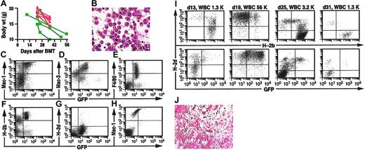 Figure 3. Successful immunotherapy of CML-like leukemia is complicated by GvHD with ascites and by graft failure. (A) Plot of body weight in grams (y-axis) as a function of time after BMT for the recipients in Figure 2E, showing chimeric mice treated with DLI (red) and mice that received allogeneic splenocytes at BMT (green). (B) Wright-Giemsa stain of histiocytic cells in ascites from a representative mixed chimeric mouse with CML-like leukemia that developed GvHD after DLI (magnification × 400). (C-G) Flow cytometric analysis of ascitic fluid from panel B. Analysis of GFP expression (x-axis) versus the macrophage markers Mac-1 (C), Mac-3 (D), and F4/80 (E), and MHC class I antigens H-2b (F) and H-2d (G). Note that H-2b+/H-2d- histiocytic cells express macrophage markers and low levels of GFP. (H) PB leukocytes from this mouse, analyzed for expression of Mac-1 (y-axis) and GFP (x-axis). Note that circulating GFP+ myeloid cells have been eradicated. (I) Analysis of chimerism (top row) and CML-like leukemia (bottom row) in a mixed chimera that developed pancytopenia following successful DLI. On day 31, the PB hemoglobin was 48 g/L (4.8 g/dL) and platelet count was 213 ×109/L (213 000/μL). (J) Hematoxylin and eosin (H&E)–stained bone marrow section from a representative mouse with pancytopenia after DLI, showing severe cellular hypoplasia (magnification × 150).