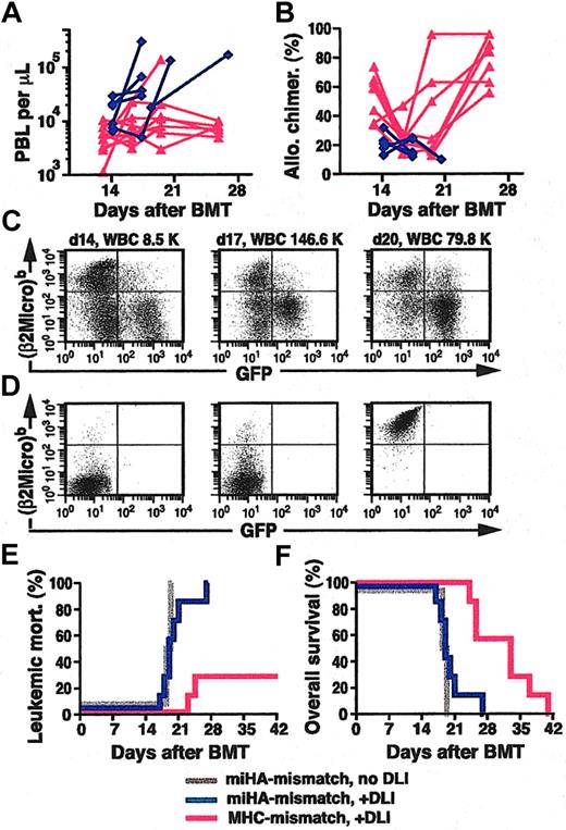 Figure 5. GvL is more pronounced in MHC-mismatched than in MHC-matched, miHA-mismatched chimeras. (A-B) Plot of PBL counts (A) and percentage of allogeneic chimerism (B) as a function of time after BMT (x-axis) for MHC-mismatched (red triangles) and MHC-matched, miHA-mismatched (blue diamonds) chimeras with CML-like leukemia treated with DLI. Note that in the miHA-mismatched setting, because of the predominance of the syngeneic BCR-ABL–transduced BM, allogeneic chimerism never rose above 40%. (C) Flow cytometric analysis of allogeneic chimerism (y-axis, detecting the β2-microglobulinb allele expressed by B10.D2 leukocytes) and level of GFP+ leukemia cells (x-axis) in sequential peripheral blood samples from a representative mouse with MHC-matched, miHA-mismatched mixed chimerism and CML-like disease treated with DLI. The mouse was treated on days 15, 17, and 21 with a total dose of 1.1 × 108 B10.D2 splenocytes; note the increasing population of circulating GFP+ leukemia cells and diminishing allogeneic chimerism from 33% on day 14 to 15% on day 20. (D) Allotypic specificity of Cy-Chrome–labeled antibody against β2-microglobulinb (y-axis). Flow cytometric plots of PBLs from Balb/c mice stained with Cy-Chrome–labeled isotype control antibody (left panel) and PBLs from Balb/c (middle panel) or B10.D2 (right panel) mice stained with Cy-Chrome–labeled anti–β2-microglobulinb antibody. (E-F) Cumulative leukemic mortality (E) and overall survival (F) for DLI-treated recipients of TCD BCR-ABL–transduced Balb/c BM and TCD B6 BM (MHC-mismatch + DLI; red, n = 7) and for recipients of TCD BCR-ABL–transduced Balb/c BM and TCD B10.D2 BM (miHA-mismatch) with (blue, n = 7) or without (gray, n = 4) DLI treatment.