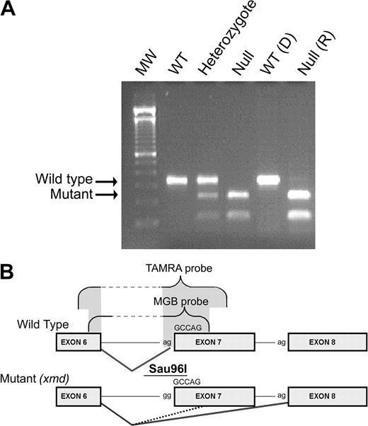 Figure 1. DMD genotyping. (A) Genomic DNA extracted from blood of wild-type (WT), heterozygote (carrier), and null (affected or xmd) dogs was used for PCR amplification.8 The PCR product containing the polymorphic Sau96I site (B) created by the mutation in the dystrophin gene was digested, electrophoresed, and visualized with ethidium bromide. The genotype of one DLA-matched pair of donor and recipient is shown here. D indicates donor; R, recipient. The wild-type band (310 bp) and the mutant band (150 bp) are marked with arrows. (B) Schematic of the wild-type and xmd mutant alleles. The cxmd allele has a point mutation (a to g) in the consensus splice acceptor site of intron 6. As a consequence, alternative splicing either skips exon 7 entirely (solid line) or splices into a cryptic site 5 nucleotides 3-prime of the original splice site (dashed line). Both of these predominant splice variants introduce frame-shifts and early termination codons. Exon probes (TAMRA and MGB) were designed to hybridize to the wild-type junction between exons 6 and 7 and to distinguish between normally spliced mRNA and the splice variants created by the cxmd mutation.