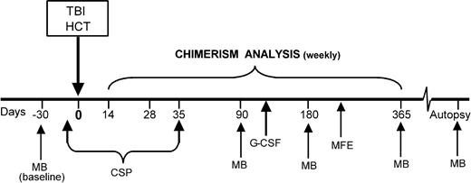 Figure 2. Transplant scheme. The xmd dogs were given 920 cGy or 200 cGy TBI on day 0, followed by HCT with G-CSF–mobilized PBMCs and bone marrow from DLA-identical littermates. Following one muscle biopsy, 4 recipients were given G-CSF for 5 days. Myofiber transplant study was used in 3 recipient dogs 9 months after HCT. Muscle biopsies were performed before and after HCT at different time points. CSP was used for postgrafting immunosuppression. TBI indicates total body irradiation; HC transplant source, G-CSF–mobilized PBMCs and bone marrow cells from DLA-identical littermate; MB, muscle biopsy; CSP, cyclosporine, 15 mg/kg orally twice a day, days -2 through +35; G-CSF, granulocyte colony-stimulating factor, 5 mg/kg subcutaneously twice a day for 5 days; and MFE, muscle fiber transplant.