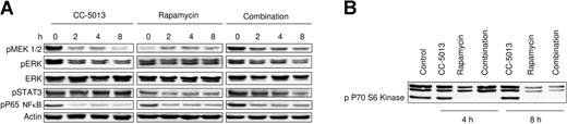 Figure 6. Combination CC-5013 and rapamycin affects growth and survival signaling pathways in MM1.S cells. MM1.S cells were treated with CC-5013 (1 μM), rapamycin (1 nM), or combined therapy for up to 8 hours. (A) Down-regulation of the MAPK pathway by CC-5013 and the STAT pathway by rapamycin. Rapamycin does not affect or it up-regulates MAPK pathway, evidenced by the phosphorylation of pERK and pMEK1/2. Combined CC-5013 and rapamycin inhibits both pathways, demonstrated by the down-regulation of pERK, pMEK1/2, and pSTAT. These agents, alone and in combination, inhibit pP65NFκB. (B) Complete inhibition of p70S6 kinase phosphorylation by rapamycin alone or by combination therapy, whereas CC-5013 alone has no effect.