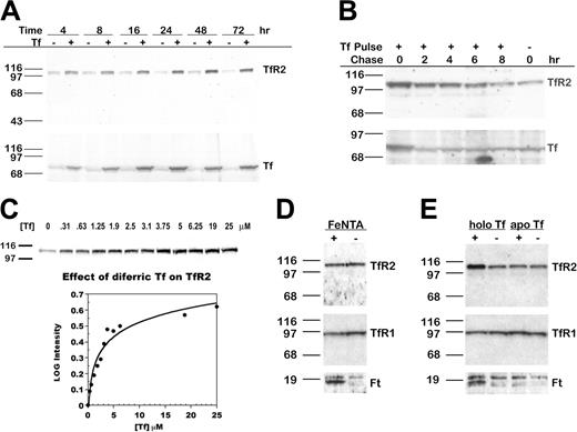 Figure 1. TfR2 increases after the addition of diferric Tf to the medium of HepG2 cells. (A) TfR2 increases in a time-dependent manner. HepG2 cells were cultured for 4 to 72 hours after the addition of 25 μM diferric Tf or HBS to the medium. Lysates (20 μg total protein) were transferred to nitrocellulose, probed for TfR2 and Tf, and visualized by chemiluminescence. The increase in TfR2 was paralleled by an increase in Tf associated with the cells. (B) TfR2 returns to basal levels after withdrawal of Tf from the medium. HepG2 cells were cultured for 24 hours in the presence of 25 μM diferric Tf, then chased in medium for 0 to 8 hours. TfR2 and Tf levels were analyzed by Western blot using HRP-conjugated secondary antibodies and chemiluminescence. (C) The response of TfR2 to diferric Tf is concentration dependent. HepG2 cells were cultured for 24 hours after the addition of 0 to 25 μM diferric Tf to the medium, and lysates (20 μg total protein) were analyzed by Western blot with fluorescence-labeled secondary antibodies for quantification and HRP-conjugated secondary antibodies for chemiluminescence imaging, as described in “Materials and methods.” The intensity of each band was normalized to the intensity of the 0 μM Tf sample. The log of the normalized intensity is plotted as a function of diferric Tf concentration. The increase in TfR2 is half-maximal at approximately 2.5 μM diferric Tf. (D) TfR2 does not increase in response to nontransferrin-bound iron. TfR2, TfR1, and Ft protein levels were assessed by Western blots of lysates (20 μg total protein) from HepG2 cells cultured for 24 hours in the presence of 100 μM FeNTA (lane 1,+) or 4 mM NTA (lane 2,-). Bands were detected by chemiluminescence. Ft heavy and light chains are visible as a doublet in the lower panel. (E) TfR2 does not increase in response to apo Tf. HepG2 cells were incubated in medium containing 25 μM diferric Tf (lane 1, labeled holo Tf) or apo Tf (lane 3) for 24 hours. Lysates (20 μg total protein) were analyzed by Western blot for TfR2, TfR1, and Ft protein. Bands were detected by chemiluminescence.