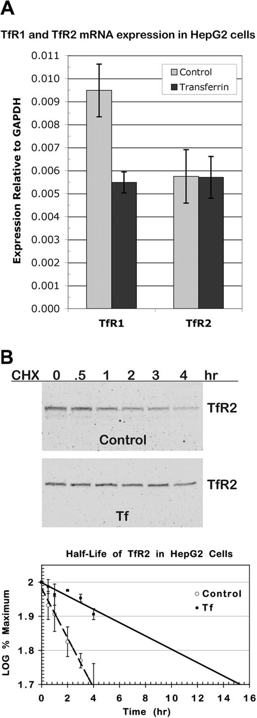 Figure 3. Regulation of TfR2 occurs at the protein level. (A) TfR2 transcript in HepG2 cells does not increase in response to diferric Tf. Total RNA was isolated from approximately 1 × 107 HepG2 cells 24 hours after the addition of 25 μM diferric Tf or an equal volume of HBS to the medium. Expression of TfR2, TfR1, and GAPDH transcripts was measured by real-time qRT-PCR analysis of cDNA synthesized from 2 μg total RNA. Levels of TfR2 and TfR1 transcripts are shown relative to GAPDH levels. The graph represents the mean of 3 separate experiments in which each sample was analyzed twice in triplicate. Error bars depict SD. (B) Diferric Tf stabilizes TfR2 protein. HepG2 cells seeded at 2 × 104 cells/cm2 were incubated in normal medium or medium with 25 μM diferric Tf for 24 hours before the addition of 100 μg/mL cycloheximide for 4, 3, 2, 1, 0.5, and 0 hours. Cells were solubilized, lysates from duplicate wells were pooled, and half of each sample was analyzed by Western blot. TfR2 and TfR1 were detected with fluorescence-labeled secondary antibodies for quantification and then with HRP-conjugated secondary antibodies for chemiluminescence imaging. The integrated intensity of TfR2 was normalized to that of TfR1, which did not change detectably over the time-course of the experiment. The normalized intensity was expressed as a percentage of the normalized intensity at time 0, and the log of this value was plotted. Half-life was determined by linear regression analysis. The graph shows the mean of 3 experiments. Error bars indicate average deviation from the mean.