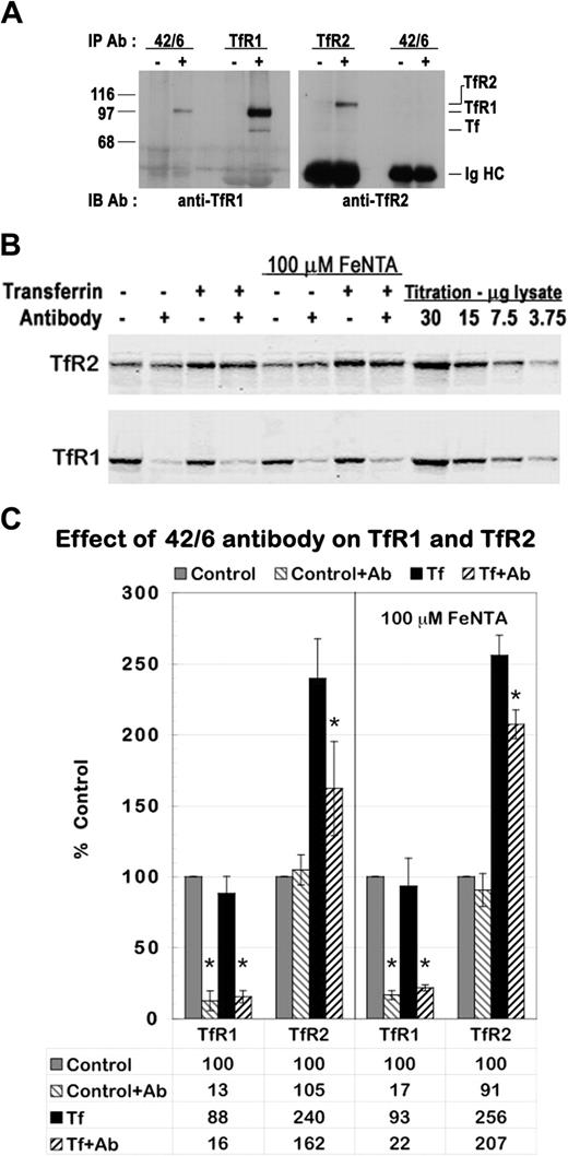 Figure 4. Down-regulation of TfR1 reduces the increase in TfR2 protein. (A) The 42/6 anti-TfR1 antibody interacts with TfR1 but not with TfR2. HepG2 cell lysates were immunoprecipitated with (+) or without (-) 42/6 anti-TfR1, 3B82A1 anti-TfR1, or 9F81C11 anti-TfR2 monoclonal antibodies and were analyzed by Western blot with sheep anti-TfR1/Tf serum and rabbit anti-TfR2 serum. Bands corresponding to TfR2, TfR1, Tf, and the immunoglobulin heavy chains (Ig HC) are indicated. (B-C) Treatment with 42/6 diminishes the effect of diferric Tf on TfR2. Anti-TfR1 antibody 42/6 was added to the medium of HepG2 cells at a concentration of 25 μg/mL 4 hours before the addition of 25 μM diferric Tf to the medium for 24 hours. To control for possible effects of iron deprivation, a second set of cells was treated identically, but 100 μM FeNTA was added concomitantly with 42/6 antibody. Lysates (20 μg total protein) were analyzed by Western blot. (B) TfR1 and TfR2 bands were visualized with fluorescence-labeled secondary antibodies. (C) Fluorescence imaging was used to quantitate TfR1 and TfR2 protein levels. The integrated intensity of each band is expressed as a percentage of control. The graph depicts the mean ± SD of 4 independent experiments. *P < .05, as determined by Student one-tailed paired t test.