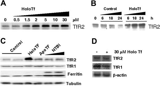 Figure 1. HoloTf increases HepG2 cell TfR2 protein but not mRNA. HepG2 cells were cultured 24 hours with or without the indicated additions of holoTf, apoTf, or non–Tf-bound iron (NTBI), and cell lysates were prepared for Western blot analysis as detailed in “Materials and methods.” (A) HepG2 cells were treated with indicated concentrations of holoTf, and lysates (120 μg protein) were electrophoresed on a 10% SDS-polyacrylamide gel, transferred to nitrocellulose, and immunoblotted to detect TfR2 protein levels. (B) HepG2 cells were incubated with or without 30 μM holoTf for the indicated times, and TfR2 levels were also determined by Western analysis. (C) HepG2 cells were treated with or without 30 μM holoTf, 30 μM apoTf, 65 μM Fe-NTA, or 100 μM Fe-NTA, and immunoreactivity was determined for TfR2, TfR1, and ferritin protein levels. To control for loading, tubulin levels were also determined. Representative results from one of at least 2 experiments are shown. (D) Total RNA samples were isolated from HepG2 cells incubated with 30 μM holoTf for 24 hours. RNA (56 μg) was electrophoresed on a 0.9% agarose gel and transferred to Nytran N membrane for Northern blotting. The Northern blot was hybridized with 32P-labeled TfR2 probe, then stripped and reprobed for TfR1 and β-actin. Hybridized probes were detected by phosphorimaging (Quantity One software; Bio-Rad).