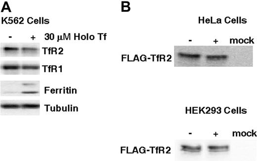 Figure 2. Up-regulation of TfR2 protein levels is context-dependent. (A) K562 cells were incubated with or without 30 μM holoTf for 24 hours. Cell lysates containing 40 μg protein were electrophoresed on 10% SDS-polyacrylamide gels for Western blot analysis of TfR1, TfR2, ferritin, and tubulin levels as described for Figure 1C. (B) HeLa and HEK293T cells were transiently transfected with either pcDNA3.1 (mock) or pcDNA3-TfR2-FLAG. FLAG-TfR2–expressing cells were then treated with or without 30 μM holoTf for 24 hours. Western blot analysis was carried out with 25 μg HeLa cell lysates on 7% SDS-polyacrylamide gels or with 48 μg HEK293 cell lysates on 10% SDS-polyacrylamide gels. Immunoreactivity was detected using anti-TFR2 (HeLa cell lysates) or anti-FLAG (HEK293 cell lysates) antisera as described in “Materials and methods.”