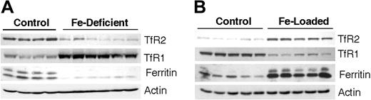 Figure 3. TfR2 protein levels are modulated by iron status in vivo. Rats were made either iron deficient (A) or iron loaded (B) by diet as described in “Materials and methods.” After the rats were humanely killed, lysates were prepared from liver tissue for Western blot analysis. TfR2, TfR1, ferritin, and actin levels are shown for age- and diet-matched control and iron-deficient rats and for age- and diet-matched control and iron-loaded rats. Each lane shows lysates from individual animals for iron-deficient rats (n = 6) versus control rats (n = 4) and for iron-loaded rats (n = 5) versus control rats (n = 5).