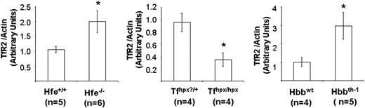 Figure 4. TfR2 protein levels in genetic models of hepatic iron loading. Hepatic tissue was obtained for 3 different mouse models: 10-week-old Hfe-/- mice, a genetic model of human hereditary iron overload due to loss of Hfe function, 4- to 5-week old Trfhpx/hpx mice, which have impaired Tf synthesis, and 6-week-old Hbbth-1 mice, which have defective globin synthesis. Controls for the latter group included 2 wild-type and 2 heterozygous HRI+/- mice that were both Hbbwt; all Hbbth-1 mice were wild type for HRI.29 After Western analysis, TfR2 protein levels were determined by densitometry using Quantity One software (Bio-Rad) to compare expression levels; shown are mean values (± SEM) normalized to actin (loading control). The numbers of mice for each group are noted in the figure. *different from control, P < .05. The increase in TfR2 levels determined for Hfe-/- mice may be an underestimate because a small increase in actin levels was noted for these animals.