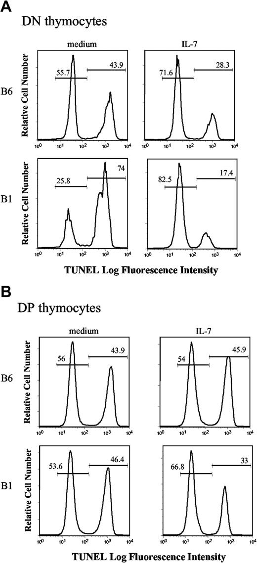 Figure 6. Apoptotic susceptibility of IL-7Rα Tg thymocytes. TUNEL assay was performed on thymocytes that were cultured in vitro for 20 hours with or without 3 ng/mL rmIL-7. To measure DNA fragmentation, staining for dUTP (expressed as TUNEL-positive) is shown in gated DN cells (A) and DP cells (B) of wild-type (upper row) or B1 mice (lower row). Percentages of TUNEL-positive and TUNEL-negative cells are indicated. One representative experiment of 3 is shown.
