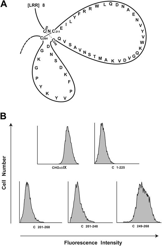 Figure 1. Localization of the AP1 epitope to the C-terminal flank domain. (A) Disulfide loops carboxyl terminal to the GP Ibα leucine-rich repeats. The loops are formed by disulfide bonds between Cys209 and Cys248 and between Cys211 and Cys264. (B) Binding of monoclonal antibody AP1 to canine-human GP Ibα chimeras. C plus the number denotes the sequence of human GP Ibα replaced by the corresponding canine sequence. These studies narrow the epitope to residues 201 to 225 of human GP Ibα.