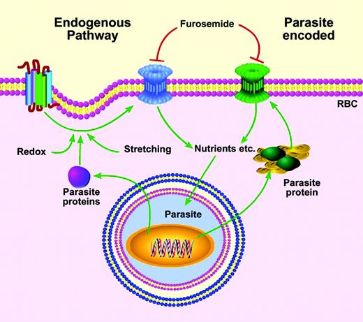 Possible origins of the nutrient channel in a parasite-infected RBC.