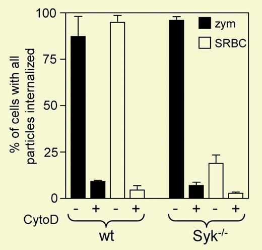 Comparison of Dectin-1 and FcγR-mediated phagocytosis in macrophages, demonstrating that Dectin-1-mediated phagocytosis is Syk-independent.