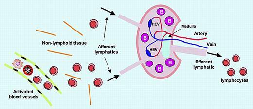 CLEVER-1 and lymphocyte trafficking. CLEVER-1 is expressed by activated blood endothelial cells, afferent lymphatic endothelium, high endothelial venules (HEVs), sinusoid endothelium, and efferent lymphatic endothelium, supporting lymphocyte adhesion and transmigration. Thus, CLEVER-1 may have an impact on all lymphocyte trafficking steps.