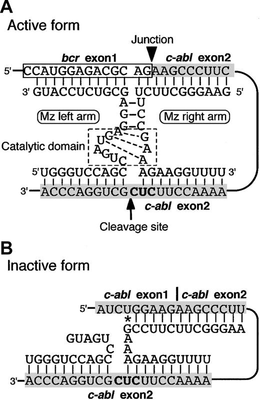 Figure 1. Secondary structures of a maxizyme targeting the p190-type bcr-abl fusion gene. The e1a2Mz forms active and inactive structures when it recognizes and binds to p190-type bcr-abl mRNA (A) and normal c-abl mRNA (B), respectively.16 The gray shaded areas represent the squence of c-abl mRNA, and the bold letters “CUC” are the NUX sequence. *Non-Watson-Crick base pair.