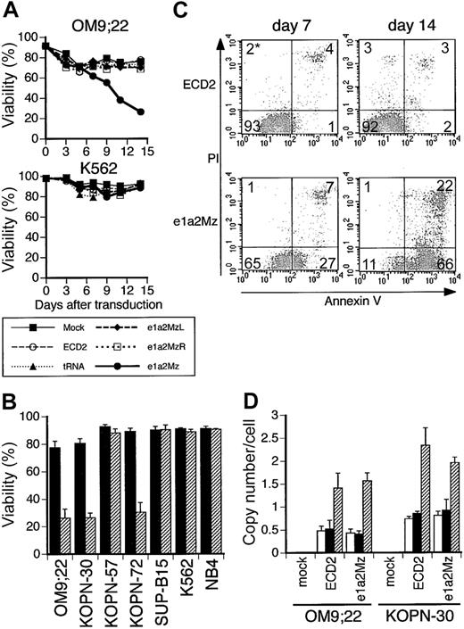 Figure 3. Effect of e1a2Mz transduction on the survival of Ph+ ALL cells. (A) Death of OM9;22 Ph+ ALL cells (p190-type bcr-abl positive) and K562 CML-BC cells (p190-type bcr-abl negative) transduced with the indicated vectors, or untransduced, was determined by the trypan blue exclusion test every 2 or 3 days. The results represent means of triplicate experiments. (B) Viabilities of leukemia cell lines transduced with the ECD2 (▪) or e1a2Mz (▨) vector on day 14. These results represent means ± SDs of triplicate experiments. (C) Apoptosis of the Ph+ ALL cell line KOPN-30 transduced with e1a2Mz. KOPN-30 cells transduced with the ECD2 or e1a2Mz vector were stained with FITC-labeled annexin V and PI on days 7 and 14 and were analyzed by 2-color FCM. Cells in each quadrant correspond to the following conditions: bottom left, live; bottom right, in early apoptosis; top right, in late apoptosis or dead. *The numbers in the plots indicate the percentage of cells in that quadrant. (D) Copy numbers of integrated lentiviral vector per cell transduced with the indicated vectors at an MOI of 0.1 (□), 1 (▪) or 10 (▨). As for the cells transduced at an MOI of 0.1, the results of CD2+ cells selected by magnetic bead separation are shown. These results represent mean ± SD of triplicate experiments.