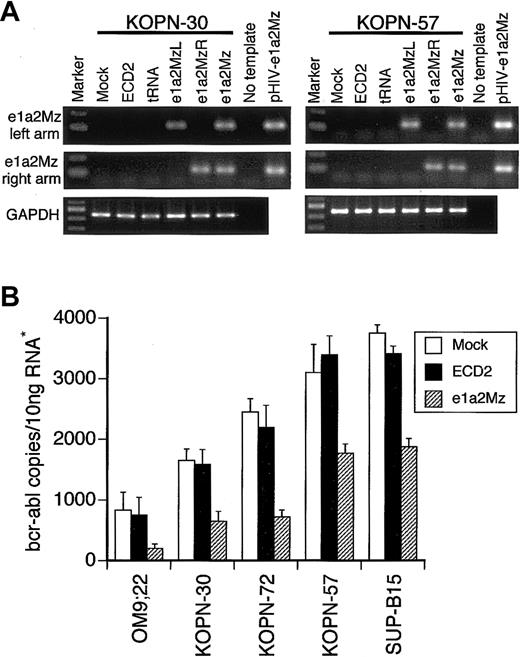 Figure 4. Expression of the e1a2Mz and p190-type bcr-abl mRNA. (A) Expression of the left and right arms of e1a2Mz in KOPN-30 and KOPN-57 cells transduced with the indicated vectors was examined by RT-PCR using specific primer pairs. RT-PCR for GAPDH was performed as an internal control. The pHIV-e1a2Mz plasmid was used as a positive control for the PCR. The RT-PCR products were electrophoresed through a 2% agarose gel and were stained with ethidium bromide. (B) Quantification of p190-type bcr-abl mRNA in Ph+ ALL cell lines transduced with or without the e1a2Mz by real-time RT-PCR using specific primer pairs and probe. The copy number of bcr-abl mRNA was calculated from the standard curve. The results represent means ± SDs of triplicate experiments. *The amount of RNA was normalized by the copy number of GAPDH mRNA.