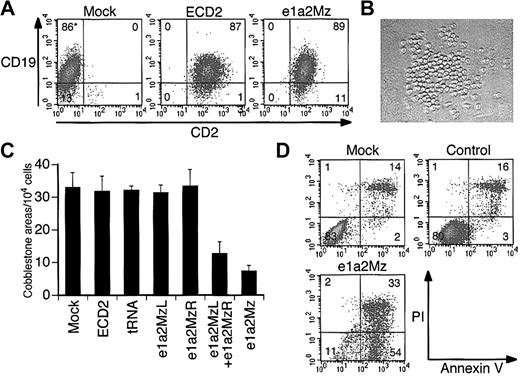 Figure 6. Effect of e1a2Mz transduction on primary leukemia cells from Ph+ ALL patients. (A) Transduction efficiencies of primary leukemia cells from a Ph+ ALL-1 patient. Expression of CD2 (transgene) and CD19 (natively expressed gene) in cells transduced with or without the indicated vectors was determined by FCM on day 3. (B) Cobblestone area formation of primary leukemia cells from Ph+ ALL-1 patients on day 17. Primary leukemia cells were cocultured with mouse stroma cells, and cobblestone areas were formed about 2 weeks after transduction (original magnification, × 100). The image was acquired using an inverted microscope (Diaphot TMD 300; Nikon, Tokyo, Japan) with a digital camera (DXM 1200; Nikon). The acquired image was processed using ACT-1 software (Nikon). The objective lenses used were Nikon NCF Plan ELWD DM 20×/0.40. (C) Number of cobblestone areas derived from primary leukemia cells of the Ph+ ALL-4 patient. Cells were transduced with the indicated vectors at an MOI of 20, and cobblestone areas were counted 17 days after transduction. The results represent means ± SDs of duplicate experiments. (D) Apoptosis of primary leukemia cells from Ph+ ALL-1 patients. Apoptosis was determined by annexin V assay on day 7 as performed for the cell lines. *In panels A and D, the numbers in the plot indicate the percentage of cells in that quadrant.
