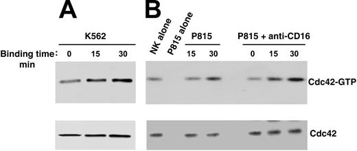 Figure 3. Cdc42 activation in human NK cells upon binding to K562 or antibody-coated P815 target cells. Human NK cells were allowed to bind to paraformaldehyde-prefixed K562 (A), P815 alone, or P815 plus anti-CD16 (B73.1) (B) target cells (E/T ratio, 5:1) for the indicated time periods at 37°C. Cell lysates were incubated with the GST-PAK fusion protein, and bound, active GTP-Cdc42 molecules were evaluated using Western blot analysis with an anti-Cdc42 mAb (top). Cell lysates probed for total Cdc42 are shown as loading control (bottom). These results represent 1 of 3 independent experiments.