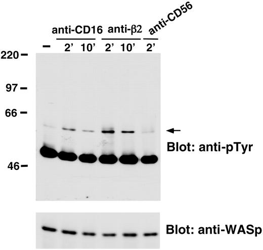 Figure 4. CD16 or anti-β2-integrin engagement on human NK cells induces WASp tyrosine phosphorylation. Human NK cells were left untreated (-) or were stimulated with anti-β2 (TS1/18), anti-CD16 (B73.1), or anti-CD56 (C218) mAb-coated polystyrene beads for the indicated time periods at 37°C. Cell lysates were immunoprecipitated with anti-WASp mAb. The resultant protein complex was resolved by 7% sodium dodecyl sulfate-polyacrylamide gel electrophoresis (SDS-PAGE), transferred to nitrocellulose, and sequentially immunoblotted with anti-pTyr (4G10) mAb (top) and anti-WASp antiserum (bottom). Sizes are indicated in kilodaltons, and the arrow indicates the position of WASp. These results represent 1 of 3 independent experiments.