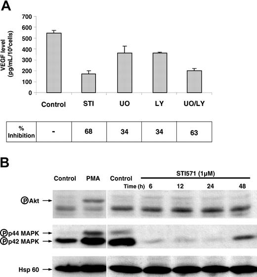 Figure 3. Both the p42/p44 MAP kinase and the PI3 kinase pathways are implicated in VEGF production by K562 cells. (A) K562 cells (100 000 cells/mL) were maintained in 10% serum containing medium for 24 hours in the absence (control) or in the presence of 2 μM imatinib mesylate (STI571), 5 μM UO126, and/or 5 μM LY204002. VEGF-A production in conditioned medium following 24 hours of treatment was tested by ELISA. These results are representative of 2 independent experiments performed in triplicate ± SE. (B) K562 cells were incubated for different times with 1 μM imatinib. Cells were lysed and proteins were separated by electrophoresis on 10% polyacrylamide gels. Proteins were then blotted onto a PVDF membrane and tested for the presence of either antiphospho p42/p44 MAP kinases, antiphospho AKT, or anti-Hsp-60. A positive control for AKT activation by a PMA treatment is also shown. Arrows indicate the position of phosphorylated proteins and the loading control (Hsp-60).