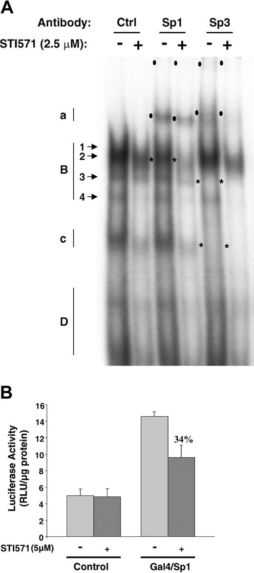 Figure 6. STI571 inhibits Sp transcription factors binding and transactivation capacities. (A) EMSAs with nuclear extracts of untreated (-) or STI571 treated (+) K562 cells in the absence (Ctrl) or the presence of 0.2 μg Sp1- or Sp3-specific antibodies. Formation of specific complexes is indicated on the left (a, B, c, and D) according to the nomenclature already described.7 In the presence of the Sp1 or Sp3 antibodies, migration of specific complexes is retarded as indicated in the text, demonstrating that the complex contains Sp1 or Sp3. The position of supershifted complexes is indicated by black ovals. *Positions of the complexes that have disappeared or the intensity of which has been reduced in the presence of the antibodies. Note that the intensity of supershifted complexes decreased in the presence of STI571. (B) Relative luciferase activity measured 24 hours after the transfection of 20 μg control empty vector or Gal4/Sp1 in the absence (-) or in the presence (+) of 5 μM STI571. These results are representative of 4 independent experiments performed in duplicate ± SE.
