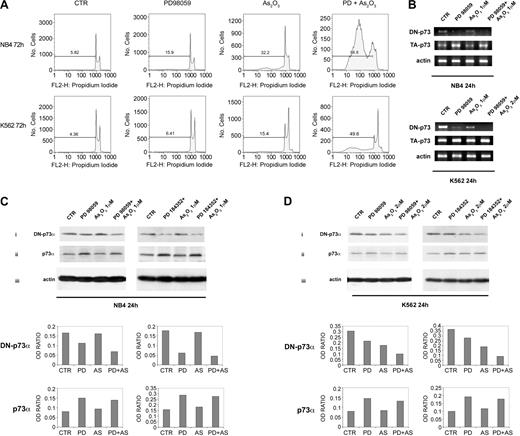 Figure 1. MEK-1 inhibition sensitizes leukemic cells to ATO-induced apoptosis. (A) NB4 and K562 cell lines were seeded at 1 × 105 in the presence of DMSO (vehicle) or PD98059 for 3 hours and then incubated for 72 hours with the indicated concentration of ATO. Apoptosis was then measured as percentage of cells with hypodiploid DNA content. Results are representative of one of 3 independent experiments. (B) Total RNAs extracted from leukemic cells treated for 24 hours were reverse transcribed using the specific primers for ΔNp73 and TAp73. NB4 (C) and K562 (D) cell lines were seeded at 1 × 105 in the presence of DMSO (vehicle), PD98059 (40 μM), or PD184352 (1 μM) for 3 hours, and then incubated for 24 hours with the indicated concentrations of ATO. Endogenous p73α and ΔNp73 proteins were revealed by immunoblotting analysis using a mouse monoclonal anti-p73 (clone 1288; Imgenex, San Diego, CA), or a mouse monoclonal anti-ΔNp73 (clone 38C674; Imgenex). Antiactin (Santa Cruz Biotechnology, Santa Cruz, CA) immunoblotting was performed as loading control. β-actin, ΔN-p73, and TA-p73 bands were subjected to densitometric scanning using TINA 2 software (Raytest Isotopenmessgerate, Germany) and the ΔNp73/β-actin or TAp73/β-actin ratio was calculated. AS = ATO.