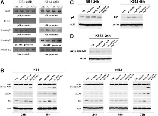 Figure 3. Endogenous p73α is recruited onto apoptotic target genes in vivo in response to ATO. (A) A chromatin immunoprecipitation assay was performed from either untreated or NB4 and K562 leukemic cells treated with PD98059, ATO, and PD98059 plus ATO. gDNA obtained from untreated or treated cells was used to normalize the DNA to immunoprecipitation. An anti-p73 (H79 polyclonal antiserum from Santa Cruz Biotechnology) or control unrelated antibodies were used. Immunoprecipitated material was amplified using primers specific for p21 or p53AIP1 or bax promoters. (B) NB4 or K562 cells, after 3 hours of pretreatment with PD98059, were incubated with the indicated concentrations of ATO. Expression of PARP, p53AIP1, and Bax was revealed after 24 and 48 hours in NB4 and after 24, 48, and 72 hours of treatment in K562 cells. (C) Levels of p21 protein were assessed by immunoblotting after 24 hours in NB4 and after 48 hours of treatment in K562 cells. (D) Expression of Bcr-Abl after 24 hours of treatment. Cell lysates were analyzed by immunoblotting analysis using a mouse monoclonal anti-PARP (F2; Santa Cruz Biotechnology), rabbit polyclonal anti-p53AIP1 (CT; AnaSpec, San Jose, CA), rabbit polyclonal, anti-Bax (Cell Signaling Technology), horseradish peroxidase conjugate anti-p21WAF1/CIP1 (Santa Cruz Biotechnology), mouse monoclonal anti-c-Abl (24-11; Santa Cruz Biotechnology), and goat polyclonal antihuman actin (Santa Cruz Biotechnology). Antiactin immunoblotting (Santa Cruz Biotechnology) was performed as loading control. AS = ATO.