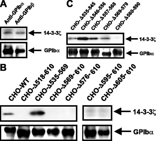 Figure 1. GPIb-IX-14-3-3ζ association in platelets and in GPIb-IX CHO cells with intracellular GPIbα deletions. Platelets (A) or CHO cells (B-C) were incubated with membrane-permeable EZ-link-NHS-Biotin and lysed in 1% Triton X-100. GPIb-IX complexes were immunoprecipitated with an anti-GPIb monoclonal antibody, separated by reduced 4% to 15% SDS-PAGE, and transferred to PVDF membranes. Coimmunoprecipitated 14-3-3ζ was detected using the anti-14-3-3ζ-specific polyclonal antibody C-16 and revealed by ECL. Membranes were then stripped and reprobed with streptavidin-HRP to reveal biotinylated GPIbα. The upper panels correspond to the region of the gel containing the approximately 29 kDa 14-3-3ζ band, and the lower panels correspond to the region containing the approximately 135 kDa GPIbα band. (A) In human platelets, 14-3-3ζ was coimmunoprecipitated with the GPIb-IX complex by an antibody against GPIbα or GPIbβ (for simplicity only the GPIbα band is shown). (B) In transfected CHO cells, 14-3-3ζ was coprecipitated with the wild-type (WT) GPIb-IX complex and with a complex containing a central (Δ535-569) deletion. Complete deletion of the intracellular domain of GPIbα (Δ518-610) or progressive truncations from the C-terminal end (Δ605-610, Δ595-610, Δ576-610, and Δ569-610) prevented GPIb-IX-14-3-3ζ association. (C) In cells containing a series of shorter deletions of the GPIbα 535-590 region, GPIb-IX-14-3-3ζ interaction was absent only for the Δ580-590 mutant receptor. Results are representative of 4 separate experiments.