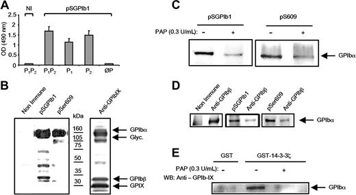 Figure 4. Serine phosphorylation of the GPIbα 580-590 sequence in resting platelets and requirement for 14-3-3ζ binding. (A) The rabbit antiserum pSGPIb1 was obtained by immunization with the P1P2 phosphopeptide (LVAGRRPpSALpS) and its reactivity was analyzed by ELISA. Dilutions of the serum were incubated with immobilized GPIbα peptides and revealed with GAR-HRP. pSGPIb1 recognized P1P2 and the monophosphorylated P1 (LVAGRRPpSALS) and P2 (LVAGRRPSALpS) peptides but not the nonphosphorylated ØP (LVAGRRPSALS) peptide. Results are the mean (± SEM) of 3 separate experiments, and NI represents nonimmune serum from the same animal. (B) Triton X-100 lysates of resting platelets were separated by 4% to 15% SDS-PAGE and immunoblotted with pSGPIb1, pSer609, or an antibody against the 3 GPIb-IX subunits. GPIbα was heavily labeled by pSGPIb1, suggesting Ser phosphorylation of the 580-590 domain. In accordance with previous reports, labeling with pSer609 showed that GPIbα was also phosphorylated at Ser609. (C) Triton X-100 lysates of resting platelets were treated or not with 0.3 U/mL PAP for 30 minutes at 37°C. Proteins were separated by 4% to 15% SDS-PAGE, transferred to PVDF membranes, and probed with pSer609 and pSGPIb1. Reactivity to the antibodies was lost in samples treated with PAP, confirming phosphorylation at both sites. (D) The proportion of phosphorylated GPIbα was estimated by immunodepleting the cell lysates with an excess of the phosphospecific antibody pSGPIb1 (middle panel) or pSer609 (right panel) and performing a second immunoprecipitation with an anti-GPIbβ antibody. Products of the first and second immunoprecipitations were revealed with a polyclonal anti-GPIb-IX antibody. In both cases, a similar small proportion of GPIb-IX was revealed following the second immunoprecipitation, indicating that most GPIbα subunits were phosphorylated at both sites. The left panel corresponds to a control where the first depletion was performed in the presence of a nonimmune serum, and results are from 1 experiment representative of 4 independent assays. (E) In GST-14-3-3ζ pull-down experiments, proteins were precipitated from the same lysates as in panel C and probed with an antibody against the GPIb-IX complex. GST-14-3-3ζ precipitated GPIbα in the absence of PAP treatment but not after its dephosphorylation by PAP. A negative control using GST alone is shown in the left lane. Results in panels B-E are from 1 experiment representative of 3.