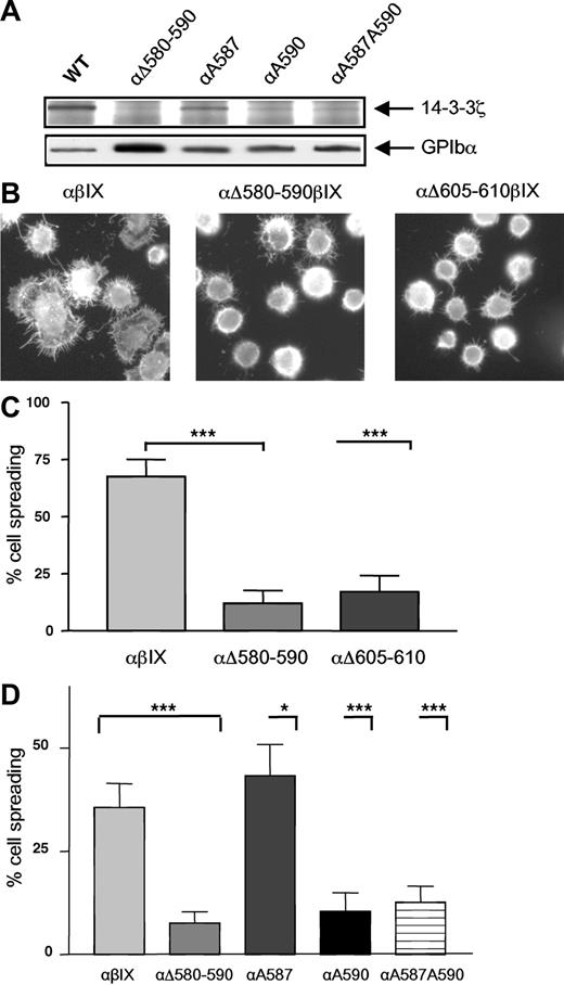 Figure 6. Involvement of serines in the 580-590 domain for 14-3-3ζ binding and integrin activation. (A) GPIb-IX-14-3-3ζ association was studied as described in Figure 1 in CHO GPIb-IX cells where Ser587 and Ser590 were individually substituted to Ala (αA587, αA590) or in cells containing a double mutation (αA587/590). A profound decrease in GPIb-IX-14-3-3ζ association was observed in both cells with a Ser590 to Ala substitution and a milder defect was observed for the single Ala587 mutant. The results are representative of 3 separate experiments. (B-C) GPIb-IX CHO cells expressing wild-type GPIbα (αβIX) or GPIbα with deletions of the 580-590 or 605-610 sequence were allowed to adhere to a VWF matrix in the presence of botrocetin (5 μg/mL) and left to spread for 30 minutes at 37°C. The cells were then fixed in 4% PFA and the actin cytoskeleton was labeled with TRITC-phalloidin. (B) Compared with αβIX cells, αΔ605-610βIX and αΔ580-590βIX cells adhered equally as efficiently but displayed a marked spreading defect. (C) Spreading cells were scored in 5 random fields and expressed as a percentage of total adherent cells. (***P < .001; Fisher exact test.) Results are the mean (± SEM) of 4 separate experiments. (D) Cells containing Ser to Ala substitutions as described in panel A were allowed to adhere and spread as described in panel B. Spreading cells were scored in 5 random fields and expressed as a percentage of total adherent cells. The level of spreading at 30 minutes in control αβIX cells was lower than in experiments presented in panel B due to a new batch of botrocetin with a lower activity. (***P < .001; *P < .05 Fisher exact test.) Results are the mean (± SEM) of 2 to 3 separate experiments.