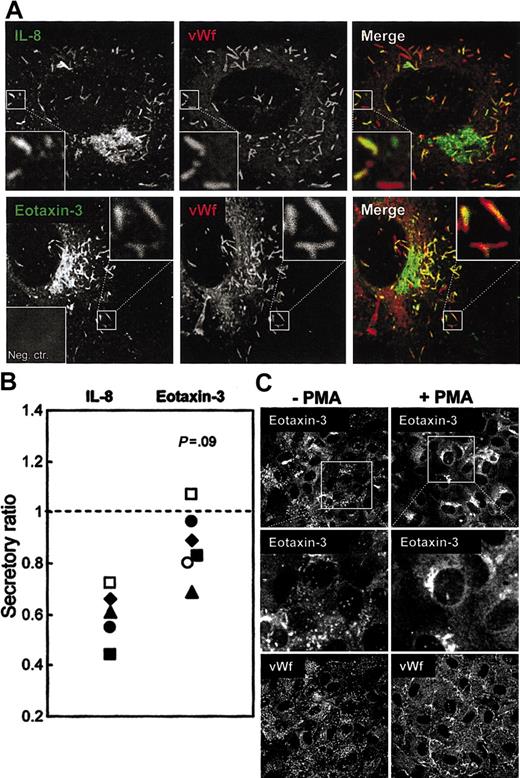 Figure 2. Eotaxin-3 is sorted to WPBs and subjected to regulated secretion. (A) HUVECs activated by relevant cytokines and immunostained for IL-8 (clone 4G9) and VWF (top row) or eotaxin-3 (clone 115002) and VWF (bottom row). Corner insets show high magnification of framed areas or negative isotype control (Neg ctr). Original magnification, × 100. (B) Cell-associated levels of IL-8 and eotaxin-3 in IL-1β- or IL-4-activated HUVECs, respectively, were measured by ELISA after incubation without or with PMA (100 ng/mL, 1 hour). Secretory ratios were calculated as explained in the Figure 1 legend, with the dashed line indicating a ratio of 1 and absence of regulated secretion. (C) IL-4-activated HUVECs incubated without (-) or with (+) PMA (100 ng/mL, 1 hour) before fixation and paired immunostaining for eotaxin-3 (clone 115002) and VWF (original magnification, × 40). The middle panels show high magnification of framed areas in the top panels.
