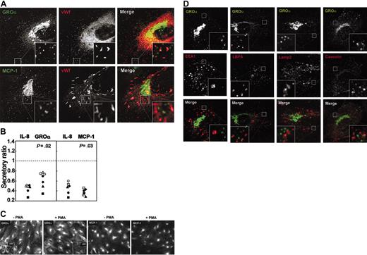Figure 3. Distribution and release of GROα and MCP-1. (A) IL-1β-activated HUVECs were immunostained for GROα (monoclonal Ab, part 840255 of DuoSet) and VWF (top panels), or for MCP-1 (clone 23007.111) and VWF (bottom panels). Original magnification, × 100. Corner insets show high magnification of framed areas. (B) Cell-associated levels of GROα and MCP-1 in IL-1β-activated HUVECs measured by ELISA after incubation without or with PMA (100 ng/mL, 1 hour). The response of IL-8 toward PMA was examined in parallel wells. Secretory ratios were calculated as explained in the Figure 1 legend, with the dashed line indicating a ratio of 1 and absence of regulated secretion. (C) IL-1β-activated HUVECs incubated without (-) or with (+) PMA (100 ng/mL, 1 hour) before fixation and paired immunostaining as indicated in panel A for GROα (left panels) and VWF (corner insets) or for MCP-1 (right panels) and VWF (not shown). Original magnification, × 40. (D) HUVECs activated by IL-1β were immunostained for GROα (polyclonal, BAF275, or monoclonal Ab, part 840255 of DuoSet) and markers of the endocytic pathway as indicated on the image panels (original magnification, × 100).