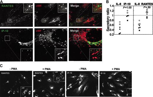 Figure 4. Distribution of IP-10 and RANTES. (A) HUVECs were activated by TNF and IFN-γ before fixation and paired immunostaining for RANTES (clone ID2/A12) and VWF (top panels) or IP-10 (clone 33036.211) and VWF (bottom panels). Original magnification, × 100. Corner insets show high magnification of framed areas. (B) Cell-associated levels of RANTES and IP-10 in TNF- and IFN-γ-activated HUVECs were measured by ELISA after incubation without or with PMA (100 ng/mL, 1 hour). The response of IL-8 toward PMA was examined in parallel wells. Secretory ratios were calculated as explained in the Figure 1 legend, with the dashed line indicating a ratio of 1 and absence of regulated secretion. (C) TNF- and IFN-γ-activated HUVECs incubated without (-) or with (+) PMA (100 ng/mL, 1 hour) before fixation and paired immunostaining for RANTES (BAF278; left panels) and VWF (corner insets) or for IP-10 (clone 33036.211; right panels) and VWF (not shown). Original magnification, × 40.