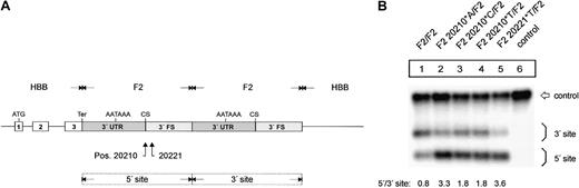 Figure 2. The F2 20210*A, F2 20210*C, F2 20210*T, and F2 20221*T mutations enhance F2 mRNA 3′end processing efficiency. (A) Schematic drawing of the constructs with tandem 3′end formation signals. (B) Northern blot of cells cotransfected with the tandem constructs and the WT+300 E3 control plasmid. The lower bands (5′ site) on the autoradiograph represent mRNAs that are cleaved and polyadenylated at the mutated 5′ site, whereas the upper bands (3′ site) correspond to transcripts that are processed at the reference 3′ site. Lane 6 shows the mRNA of cells transfected with the WT+300 E3 control only. The numbers shown below the panel represent the ratio of mRNA processed at the 5′ site relative to that processed at the 3′ site. The signals were quantified by phosphoimaging.