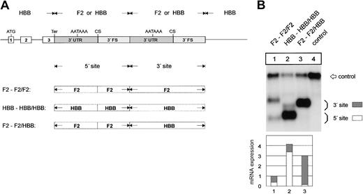 Figure 3. The F2 3′end formation signal is less efficient than the HBB signal. (A) Arrangement of the tandem constructs. (B) Northern blot of cytoplasmic RNA of cells cotransfected with the indicated tandem constructs and the WT+300 E3 control. The 3′FS of the HBB gene of the 5′ site is shorter than the 3′FS of the F2 gene. The HBB-HBB/HBB RNA (lane 2) processed at the 5′ site thus migrates faster than the respective F2-F2/F2 and F2-F2/HBB RNAs. The quantification of the signals (lanes 1-3) after normalization for the transfection efficiency control is shown in the bar diagram. The y-axis shows mRNA expression relative to F2-F2/F2, lane 1.