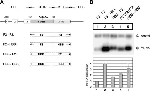 Figure 4. The F2 3′flanking sequence limits mRNA expression. (A) Arrangement of the hybrid constructs. (B) Northern blot of cytoplasmic RNAs of cells cotransfected with the indicated hybrid constructs and the WT+300 E3 control. The bar diagram shows the fold difference relative to the F2 WT mRNA expression levels ± SD after normalization for transfection efficiency. Bars 1 to 5 represent the quantification of lanes 1 to 5.
