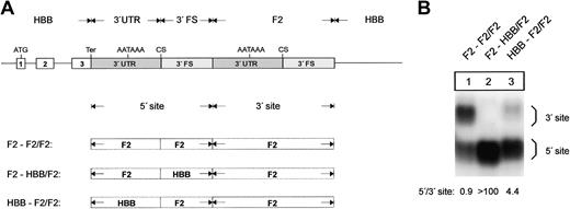 Figure 5. The 3′flanking sequence of the human prothrombin gene determines low efficiency of 3′end formation. (A) Arrangement of the tandem constructs. (B) Northern blot of cytoplasmic RNA of cells transfected with constructs shown in Figure 5A. The numbers shown below the panel represent the ratio of mRNA processed at the 5′ site relative to that processed at the 3′ site. The signals were quantified by phosphoimaging.