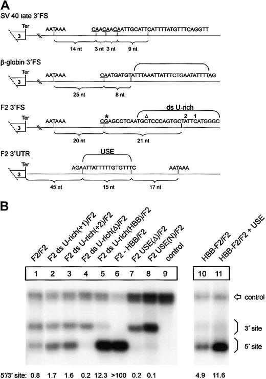 Figure 6. A low-efficiency downstream uridine-rich element and a noncanonical USE balance 3′end formation of the human prothrombin gene. (A) Comparison of the DNA encoding the 3′end processing signals of SV40 late, HBB, and F2. The CS in the pre-RNAs are underlined, and the respective distance to the polyA signals is indicated by brackets. The thymidine residues of the downstream U-rich element (ds U-rich) or the upstream U-rich element (USE) are highlighted. Positions 20210 and 20221 are indicated by * and ▵, respectively. (B) Northern blot of cytoplasmic RNA of cells transfected with tandem constructs with modifications of the ds U-rich element (lanes 2-5) or the USE (lanes 7-8). In construct HBB-F2/F2 + USE (lane 11), the F2 USE was inserted in the HBB 3′UTR of construct HBB-F2/F2 (lane 10). The numbers shown below the panel represent the ratio of mRNA processed at the 5′site relative to that processed at the 3′ site. The signals were quantified by phosphoimaging.
