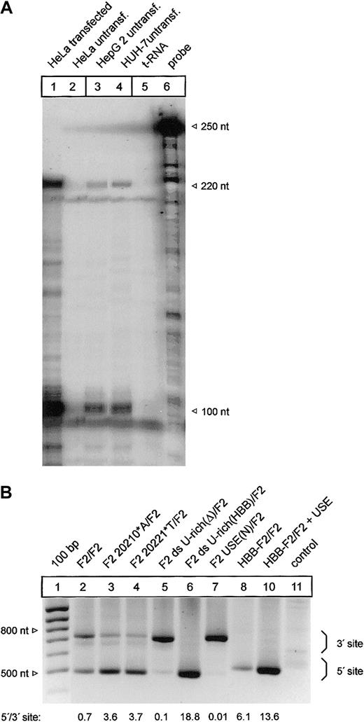 Figure 7. Mutations of the cleavage site and the U-rich element in the 3′flanking sequence affect 3′end processing in a cell line expressing the endogenous F2 gene. (A) Comparison of the F2 3′end mRNA structure by ribonuclease protection analysis of transfected HeLa cells (lane 1) and HepG 2 and HUH-7 cells (lanes 3-4). (B) Modified PAT analysis of cytoplasmic RNA of HUH-7 cells transfected with tandem constructs shown in Figures 2 and 6B. The numbers shown below the panel reflect semiquantitative estimates of the signals generated by limited PCR.