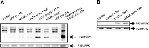 Figure 6. HOCl-LDL causes phosphorylation of p38 MAPK. (A) Human platelets were activated with 1 and 20 μg/mL HOCl-LDL with or without 1 μM ADP for 30 seconds. Anisomycin-treated C6 glioma cells were a positive control for p38 MAP kinase activation. The activated and total p38 MAPK levels were determined by Western blot analysis using phosphospecific (upper panel) and total anti-p38 MAPK (lower panel) antibodies. (B) Platelets preincubated with the specific PKC inhibitor Bis for 5 minutes at 37°C were stimulated with HOCl-LDL (1 μg/mL, ox-LDL) for 30 seconds. Activated and total p38 MAPK levels were determined by Western blot as in panel A.