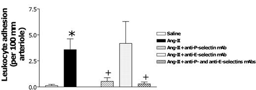 Figure 4. Effects of anti-P-selectin and anti-E-selectin mAbs on subacute (4-hour) Ang II-induced leukocyte responses within rat mesenteric arterioles. Rats were treated intraperitoneally with saline (n = 6) or 1 nM Ang II (n = 6). In further groups of animals, 15 minutes before intraperitoneal administration of 1 nM Ang II, rats were treated with anti-P-selectin mAb (n = 5), anti-E-selectin mAb (n = 5), or a combination of both (n = 4). Four hours later, arteriolar leukocyte adhesion responses were quantified. Results are represented as mean ± SEM. *P < .05 relative to the saline group. +P < .05 relative to the 1 nM Ang II group.