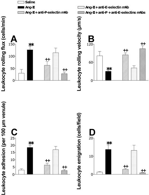 Figure 5. Effects of anti-P-selectin and anti-E-selectin mAbs on subacute (4-hour) Ang II-induced leukocyte responses within rat mesenteric postcapillary venules. Rats were treated intraperitoneally with saline (n = 6) or 1 nM Ang II (n = 6). In other groups of animals, 15 minutes before intraperitoneal administration of 1 nM Ang II, rats were treated with anti-P-selectin mAb (n = 5), anti-E-selectin mAb (n = 5), or a combination of both (n = 4). Four hours later, responses of leukocyte rolling flux (A), leukocyte rolling velocity (B), leukocyte adhesion (C), and leukocyte emigration (D) were quantified. Results are represented as mean ± SEM. **P < .01 relative to the saline group. ++P < .01 relative to the 1 nM Ang II group.