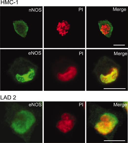 Figure 2. Localization of NOS in HMC-1 and LAD 2 cells. HMC-1 or LAD 2 cells were fixed in 4% paraformaldehyde and incubated with rabbit anti-nNOS antibody or rabbit anti-eNOS. Antibody labeling was detected with BODIPY-conjugated goat antirabbit antibodies (green). Nuclei of cells were detected with propidium iodide (red); overlapping fluorescence is indicated in yellow. Original magnification × 600; bar = 10 μm.